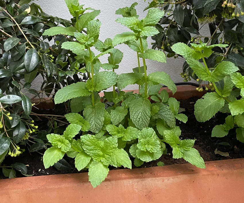 mintleaves mintleaves