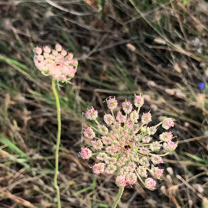 4 Flowers