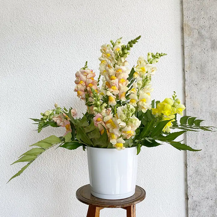 50 and Rising spring flowers