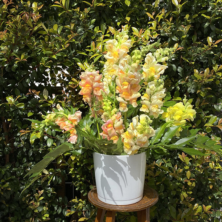 Vase with yellow flowers, white vase, plants in the background