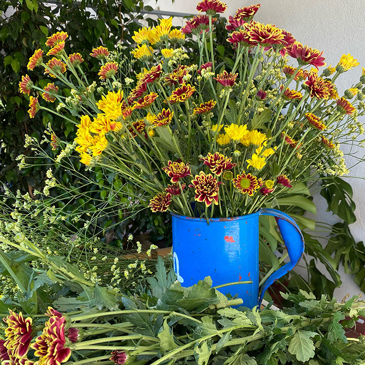 Blue tin flower pot with yellow and dark brown flowers, lots of green. around the pot, fall colors and yellow. flower to make a seasonal colors floral design.
