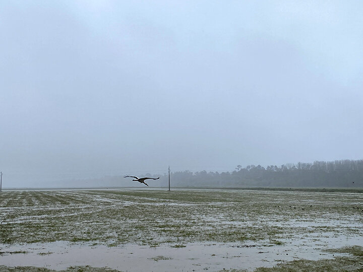 Bird over flooded rice field