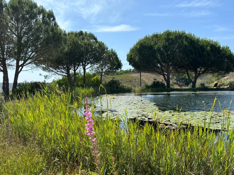 natrual pool, long grass in the front, trees in the background, Odeceixe