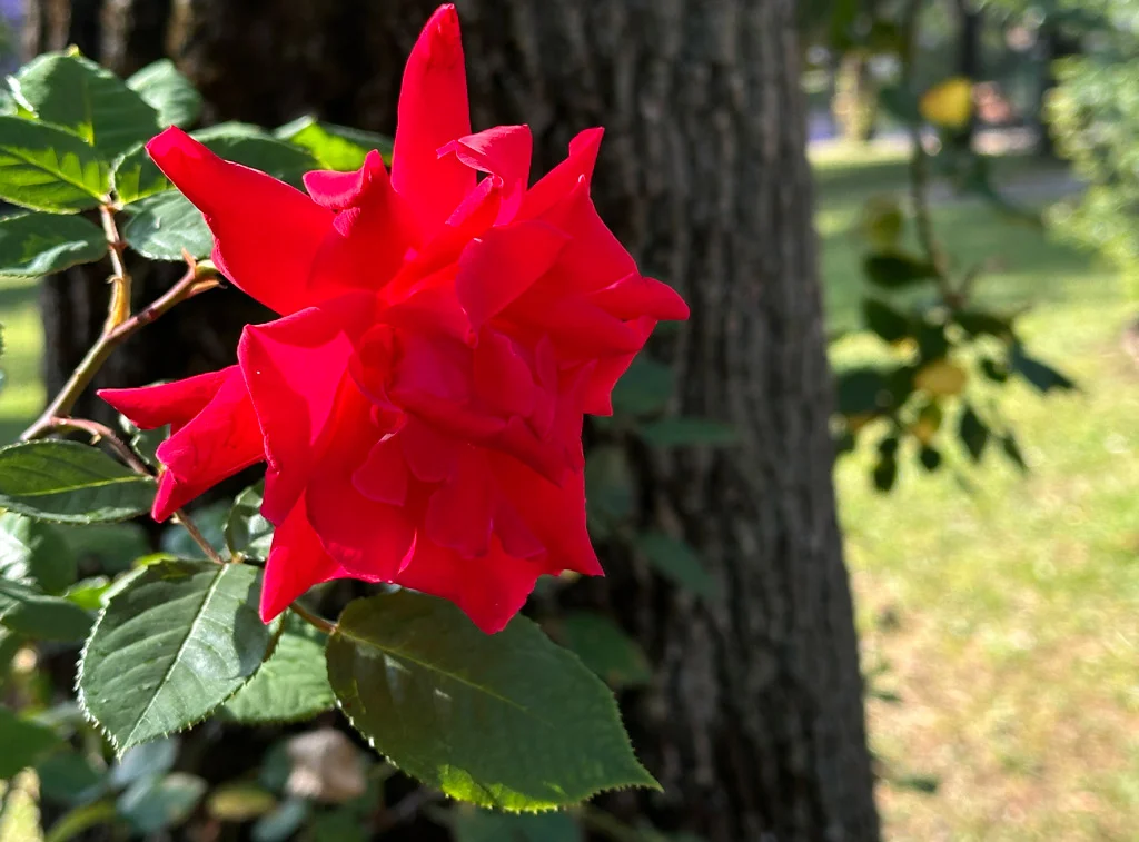 Red rose with green leaves in front of a dark brown tree trunk, light green grass in the background