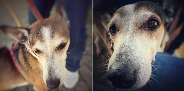 2 close-ups of dogs photographed from above