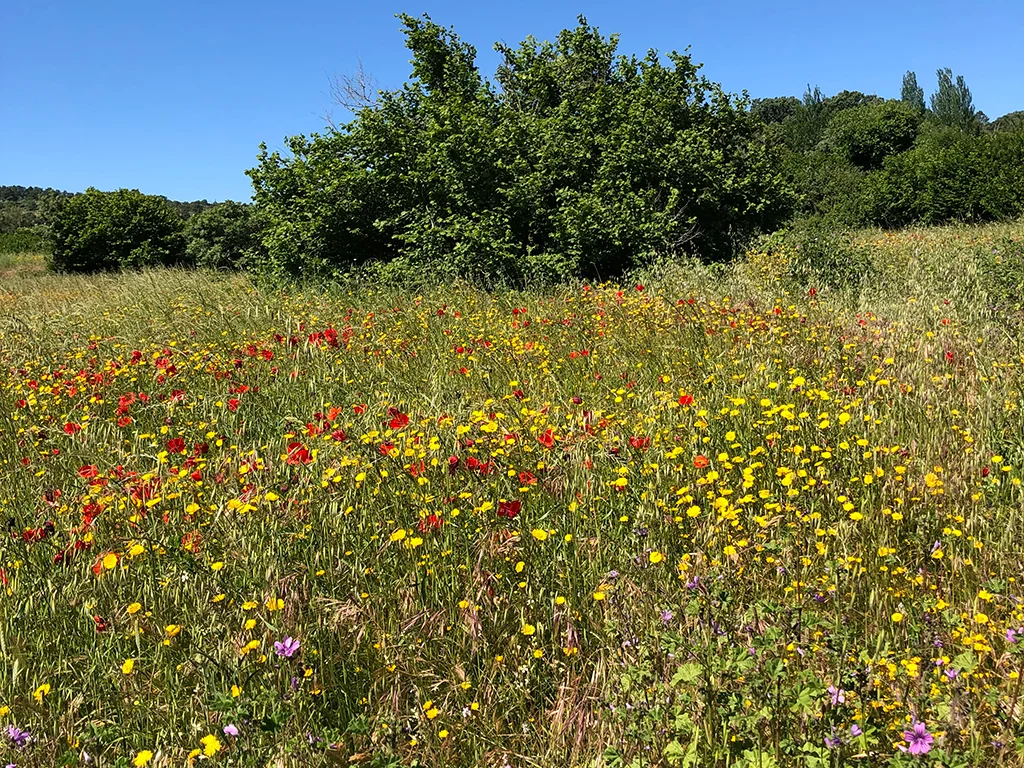 Field of wild flowers, yellow, red and purple flowers, dark bushes in the background, bright blue sky, May in Marvão. 50 and Rising