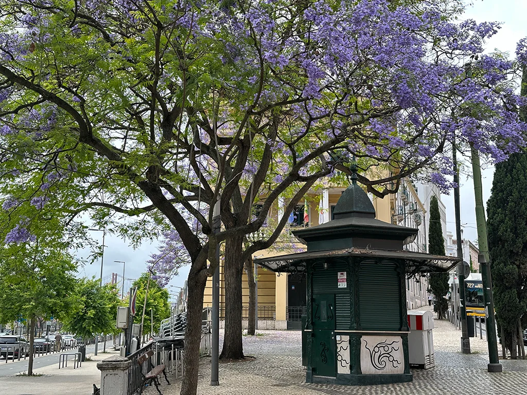 Photo of a quiosque in Lisbon, Jacaranda purple flowers in bloom, yellow building in the background, Lisbon in June