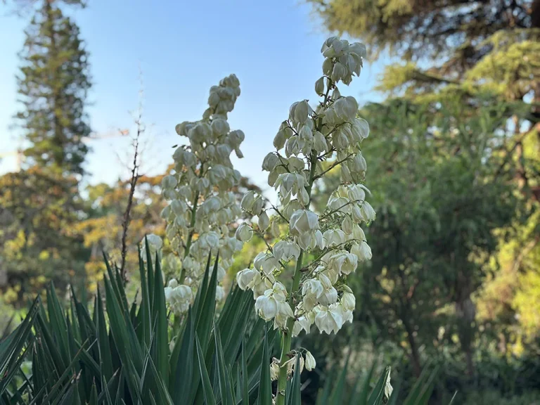 flowers surrounded by trees, sunset, nature