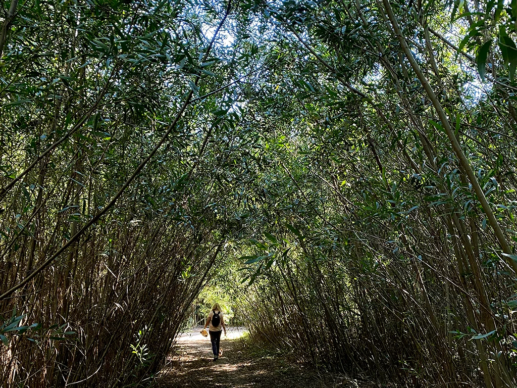 Person walking in forest, trees on both sides, looks like a green tunnel,nature