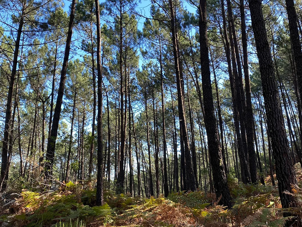 Tall trees, blue sky through trees, nature