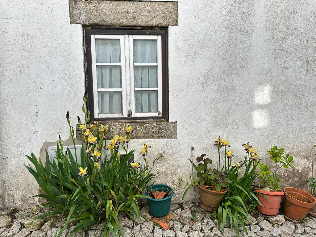 window with plants on the ground, cozy ideas