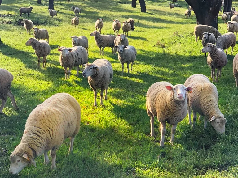 Portuguese sheep in the fields, green grass