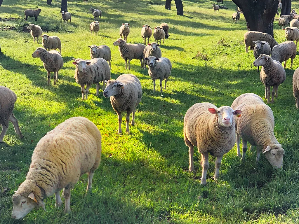 Portuguese sheep in the fields, green grass